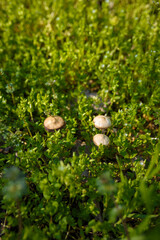 three little mushrooms among green grass in spring forest, nature, flora and fungi, vertical shot