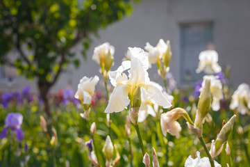 Beautiful white irises in sunlight. White flowers in flowerbed on sunny day. Tender flower heads with big petals