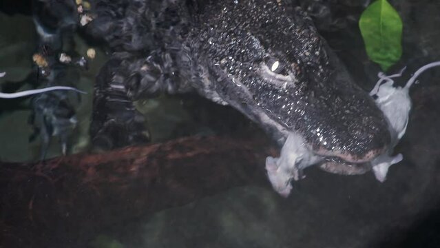 Chinese alligator (Alligator sinensis) eats rats in the water. A critically endangered crocodile endemic to China.