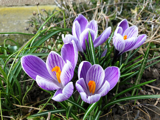 crocus at spring - violet flowers bloom closeup 