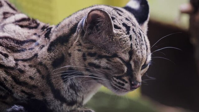 Rare South American Margay, Leopardus wiedii