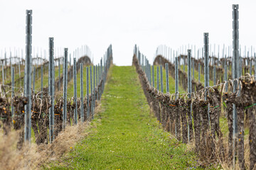 Fototapeta premium beschnittene Weinreben auf Wiese im Fruehjahr