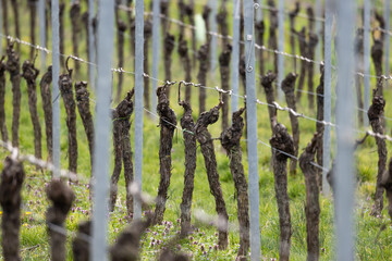 Zeilen mit gebundenen Weinreben auf Wiese im Fruehjahr