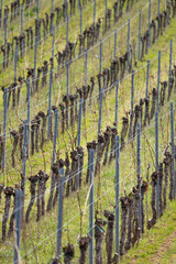 Zeilen mit gebundenen Weinreben auf Wiese im Fruehjahr