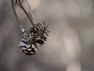 Dry pine cone on a branch in the fores