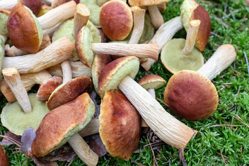 Edible mushrooms Golden boletus Aureoboletus projectellus. A lots of cut mushrooms with red cap lie...