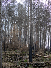 Black and burned hilltop from the Alhaurin forest fire in Malaga Spain