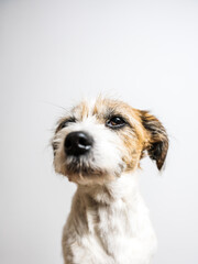 Portrait von einem lustigen Terrier Hund. Studioaufnahme, weißer Hintergrund.