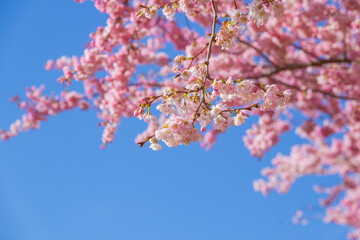 Spring time, cherry blossoms with copy space