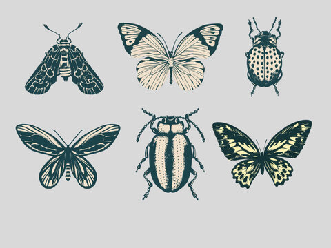 collection of butterflies vector art