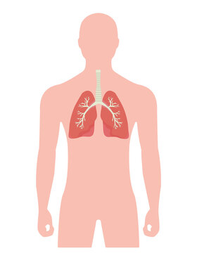 Human lungs human body illustration