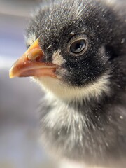 close up of a chick