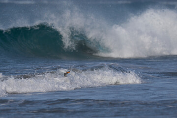 Fototapeta premium Gentoo Penguins (Pygoscelis papua) coming ashore after feeding at sea on Sea Lion Island in the Falkland Islands.
