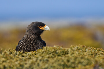 Portrait of a Striated Caracara (Phalcoboenus australis) on Sea Lion Island in the Falkland Islands.