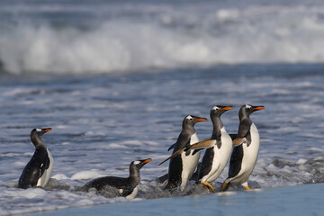 Gentoo Penguins (Pygoscelis papua) coming ashore after feeding at sea on Sea Lion Island in the Falkland Islands.
