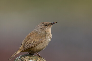 Cobb's Wren (Troglodytes cobbi) on the coast of Sea Lion Island in the Falkland Islands