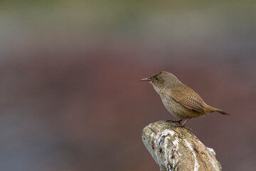 Cobb's Wren (Troglodytes cobbi) on the coast of Sea Lion Island in the Falkland Islands