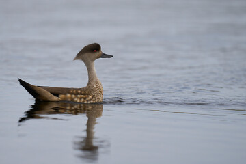 Crested Duck (Lophonetta specularioides specularioides) displaying in a pond on Carcass Island in the Falkland Islands