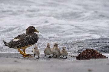 Falkland Steamer Duck (Tachyeres brachypterus) with recently hatched chicks on a sandy beach on Sea Lion Island in the Falkland Islands.
