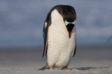 Fototapeta premium Gentoo Penguin (Pygoscelis papua) preening on the beach after coming ashore on Sea Lion Island in the Falkland Islands.