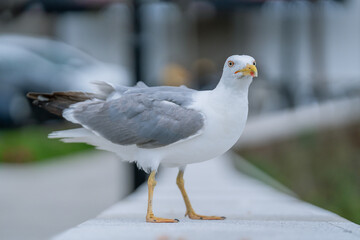 seagull on the street