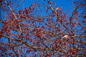 Bullfinch and rowan berries on a tree branch in winter