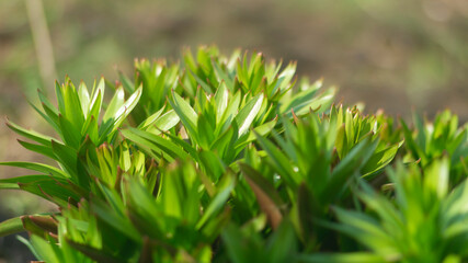 A flower with green broad leaves. A plant with green broad leaves. Leaves with sharp tips. Royal crown flower. Green broad leaves