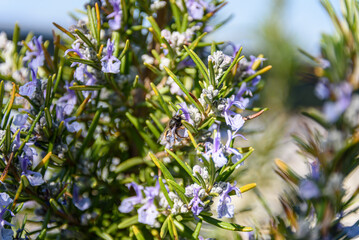 Flowering rosemary on a roof terrace in Vienna with a pollinating bee