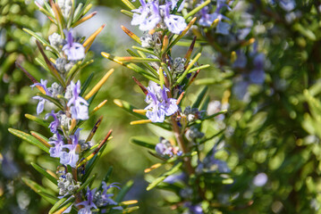 Flowering rosemary on a roof terrace in Vienna