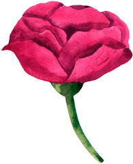 Hand-drawn watercolor purple flower buds of pink peonies with green leaves