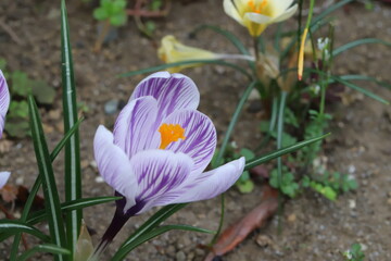 日本の早春の庭に咲く白い花びらに紫色の縞模様の入ったクロッカスの花