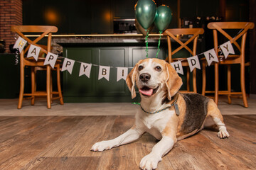 Dog Happy Birthday Party. Beagle dog breed. Happy dog. Dog party at home