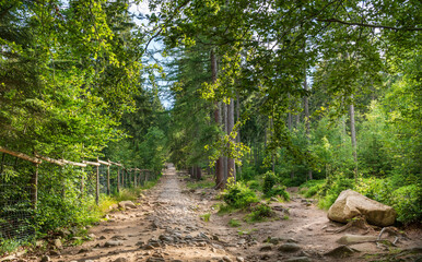 Path in the forest in The Karkonosze Mountains, Poland