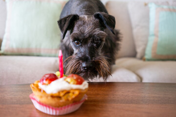 Tasty birthday cake with candle on table and adorable pet dog at living room