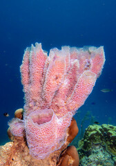 Pink sponge on tropical reef