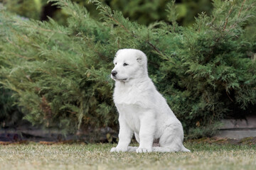Fototapeta na wymiar Central Asian Shepherd Dog puppy. White puppy. Dog litter. Kennel. Gigant dog breed puppy