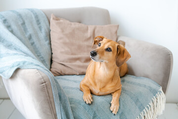 A young beautiful woman in casual clothes hugs and pets her beloved dog sitting in the bedroom of her cozy country house. Animal communication concept