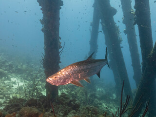 Barracuda salt pier Bonair