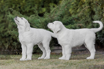 Obraz premium Central Asian Shepherd Dog puppy. White puppy. Dog litter. Kennel. Gigant dog breed puppy