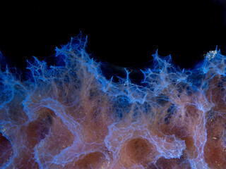 close up sponge