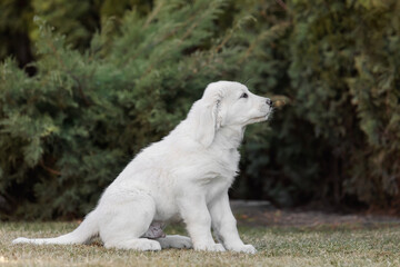 Central Asian Shepherd Dog puppy. White puppy. Dog litter. Kennel. Gigant dog breed puppy