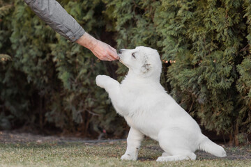 Fototapeta premium Central Asian Shepherd Dog puppy. White puppy. Dog litter. Kennel. Gigant dog breed puppy