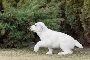 Obraz premium Central Asian Shepherd Dog puppy. White puppy. Dog litter. Kennel. Gigant dog breed puppy