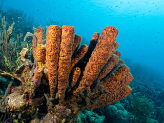 Coral Reef