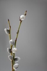 Sprigs of willow with catkins on gray background. Selective focus, vertical, copyspace.