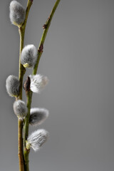 Selective focus of willow twigs with catkins on gray background. Vertical, copyspace. © tg-photo