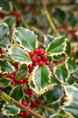 Christmas Holly red berries, Ilex aquifolium plant. Holly green foliage with mature red berries. Ilex aquifolium or Christmas holly.