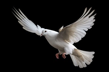 Fototapeta na wymiar White dove flying isolated on black background and Clipping path. freedom on international day of peace concept. Generative AI