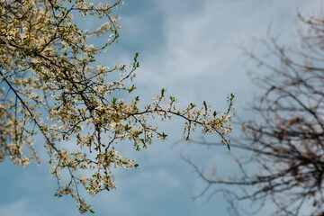 White cheery tree blossoms on tree branch against blue sky and barren branches in background