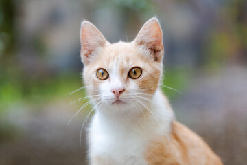 Orange cat outdoors, ginger kitten view, natural green background. Domestic fluffy cat animals spend time outside. Fluffy kitten against tree cheers, village zone.